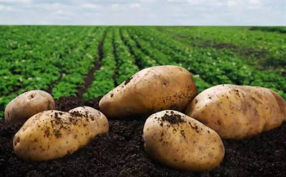 马铃薯俗称土豆是我国第四大粮食作物对吗-蚂蚁新村答案最新2022.2.25